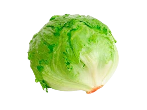 LECHUGAS 